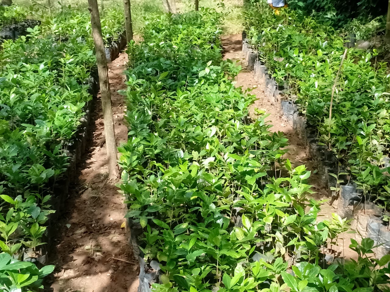 Empowering Farmers: 26,150 Arabica Coffee Plants Flourish in Monaragala